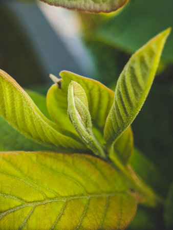 Guava leaves are taken up close with a macro lens