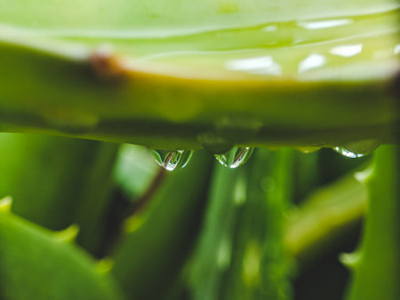 the water hanging under the aloe is taken with a macro lensの写真素材