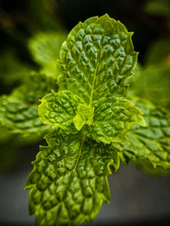 green leaf texture taken with a macro lensの写真素材