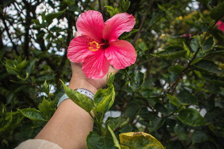 woman's hand holding flowers in the botanical garden