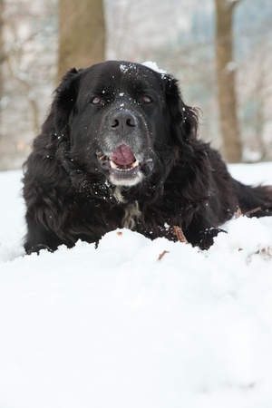 Mixed breed black dog in the snow  Labrador and Berner Sennen の写真素材