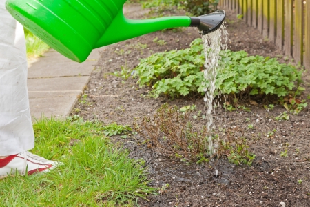 giving plants water in the garden.の写真素材