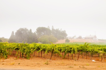 Vineyard culture landscape in the mist. Napa Valley. California. USA.の写真素材