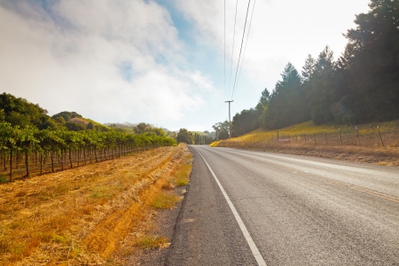 Road in winery landscape with cloudy sky. Napa Valley. California. USA.の写真素材