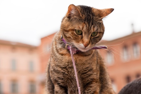Cat in old italian city sitting on shoulder of the owner.の写真素材