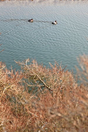 Two ducks swimming in water in winter. Bushes in foreground.の写真素材