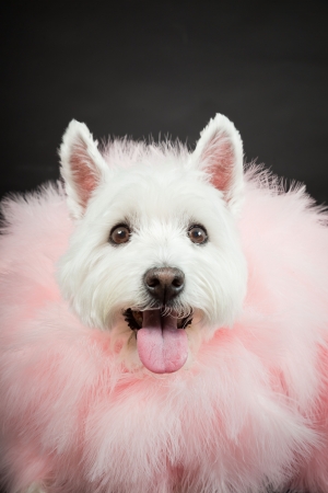 White Westhighland westie terrier with pink boa isolated on black backgroundの写真素材