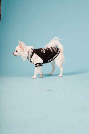 Studio portrait of cute white chihuahua puppy wearing baseball jacket isolated on light blue backgroundの写真素材