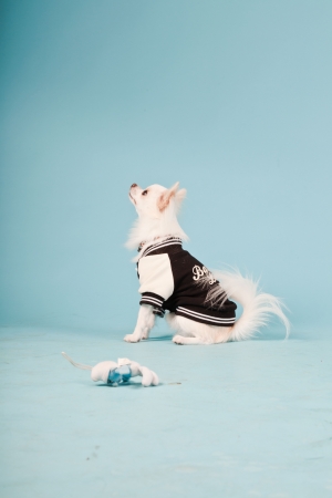 Studio portrait of cute white chihuahua puppy wearing baseball jacket isolated on light blue backgroundの写真素材