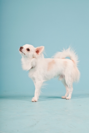 Studio portrait of cute white chihuahua puppy isolated on light blue background.の写真素材