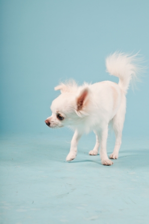 Studio portrait of cute white chihuahua puppy isolated on light blue background.の写真素材