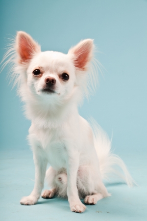 Studio portrait of cute white chihuahua puppy isolated on light blue background.の写真素材