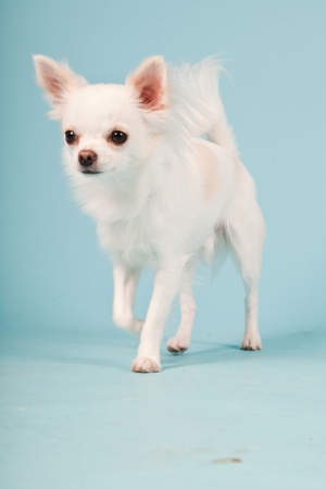 Studio portrait of cute white chihuahua puppy isolated on light blue background の写真素材