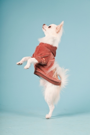 Studio portrait of cute white chihuahua puppy wearing red jacket isolated on light blue backgroundの写真素材