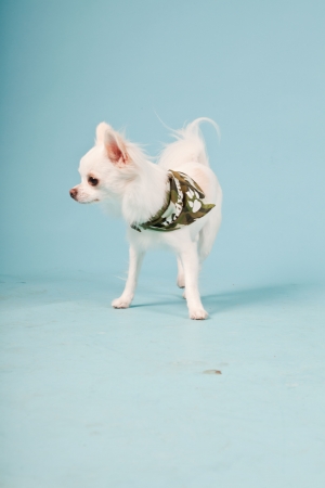 Studio portrait of cute white chihuahua puppy wearing army jacket isolated on light blue background の写真素材