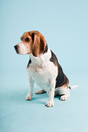 Studio portrait of beagle isolated on light blue backgroundの写真素材