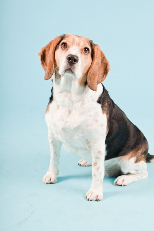 Studio portrait of beagle isolated on light blue backgroundの写真素材