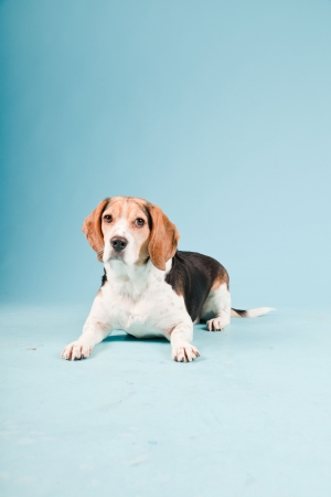 Studio portrait of beagle isolated on light blue backgroundの写真素材