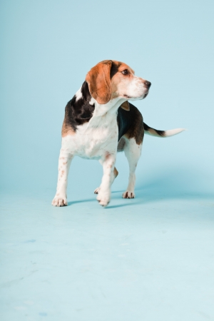 Studio portrait of beagle isolated on light blue backgroundの写真素材