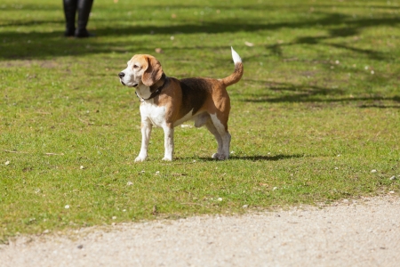 Beagle dog standing on field of grass in park.の写真素材