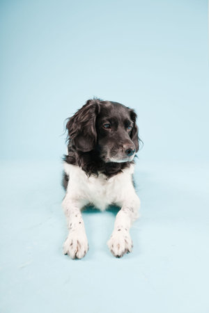 Studio portrait of Stabyhoun or Frisian Pointing Dog isolated on light blue backgroundの写真素材