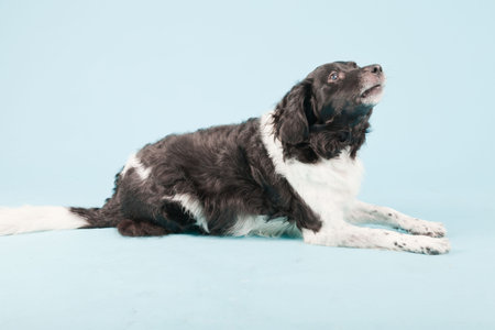 Studio portrait of Stabyhoun or Frisian Pointing Dog isolated on light blue backgroundの写真素材