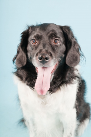Studio portrait of Stabyhoun or Frisian Pointing Dog isolated on light blue backgroundの写真素材