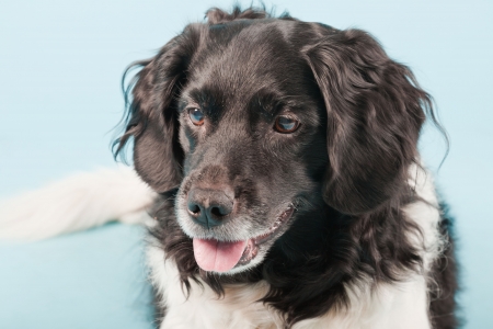 Studio portrait of Stabyhoun or Frisian Pointing Dog isolated on light blue backgroundの写真素材