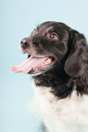 Studio portrait of Stabyhoun or Frisian Pointing Dog isolated on light blue backgroundの写真素材