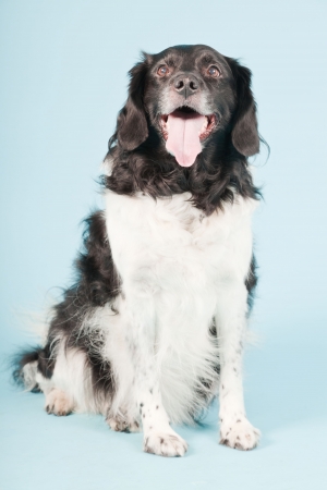 Studio portrait of Stabyhoun or Frisian Pointing Dog isolated on light blue backgroundの写真素材