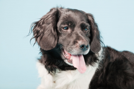 Studio portrait of Stabyhoun or Frisian Pointing Dog isolated on light blue backgroundの写真素材