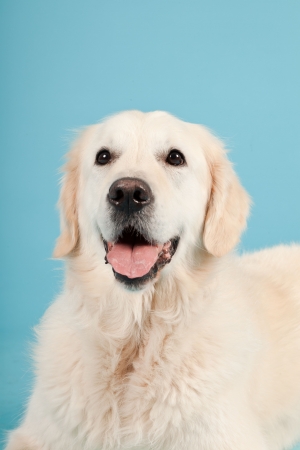 Golden retriever isolated on light blue background. Studio shot.の写真素材