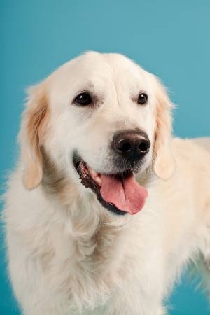 Golden retriever isolated on light blue background. Studio shot.の写真素材