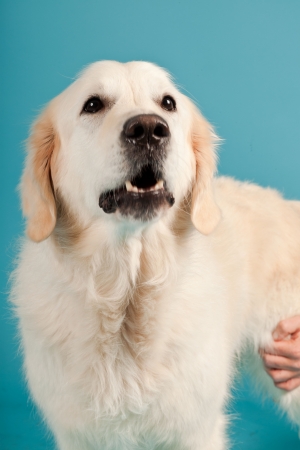 Golden retriever isolated on light blue background. Studio shot.の写真素材
