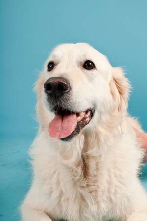 Golden retriever isolated on light blue background  Studio shot の写真素材