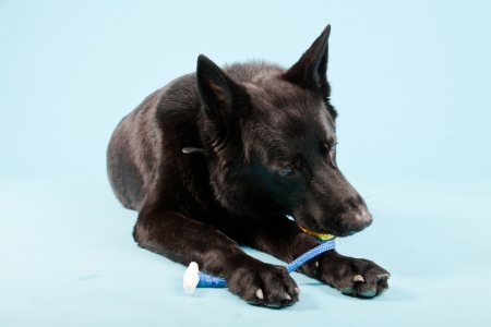 Black german shepard dog isolated on light blue background  Studio shot の写真素材