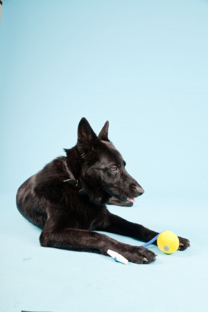 Black german shepard dog with yellow toy ball isolated on light blue background  Studio shot の写真素材