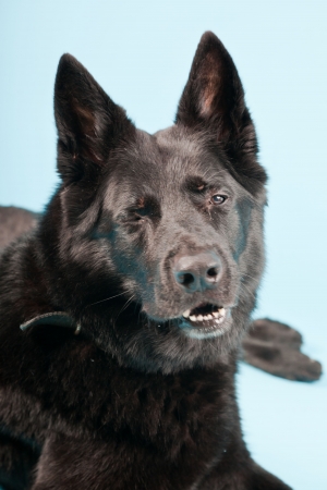 Black german shepard dog isolated on light blue background  Studio shot の写真素材