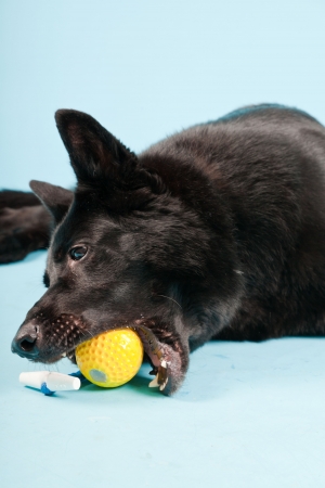 Black german shepard dog with yellow toy ball isolated on light blue background  Studio shot の写真素材