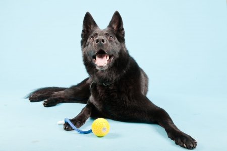 Black german shepard dog with yellow toy ball isolated on light blue background  Studio shot の写真素材