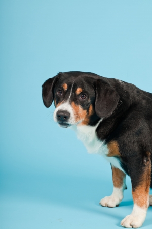 Entlebucher Mountain Dog isolated on light blue background. Studio shot.の写真素材
