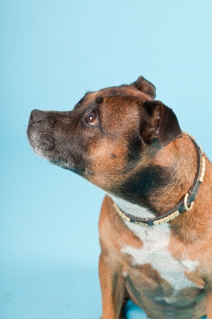 Brown old staffordshire isolated on light blue background  Studio shot の写真素材