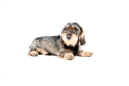 Dachshund brown and black isolated on white background  Studio shot の写真素材