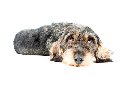 Dachshund brown and black isolated on white background  Studio shot 