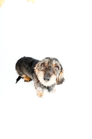 Dachshund brown and black isolated on white background  Studio shot の写真素材