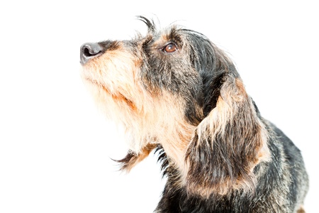 Dachshund brown and black isolated on white background  Studio shot の写真素材