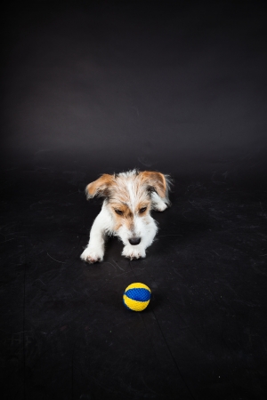 Jack russell puppy isolated on black background. Studio shot.の写真素材