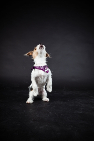 Jack russell puppy isolated on black background. Studio shot.の写真素材