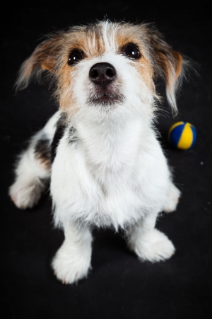Jack russell puppy isolated on black background. Studio shot.の写真素材