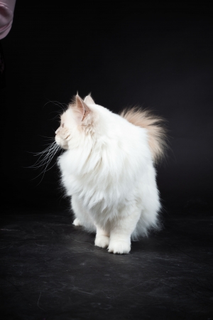 Birman cat isolated on black background. Studio shot.の写真素材